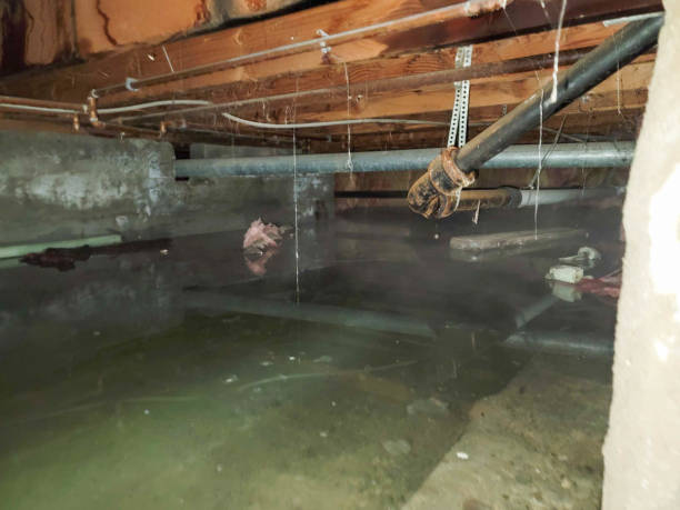 Best Professional water damage repair  in University, MS