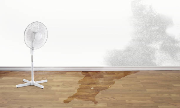Best Basement water damage restoration  in University, MS